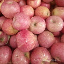 Golden Supplier of Fresh Qinguan Red Apple